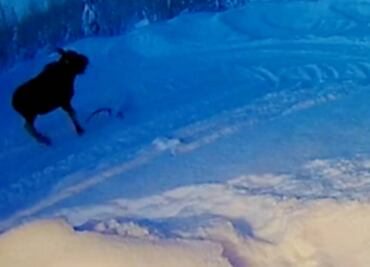 Video. Alce pierde sus astas en la nieve y sorprende a habitantes en Alaska
