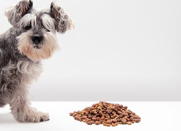 Alertan por croquetas para perro contaminadas con salmonela tras 7 casos en humanos
