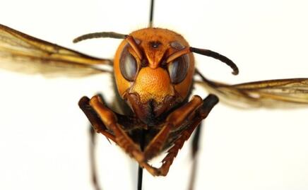 ¿Cómo identificar a los 'avispones asesinos' que generan alarma en EU?