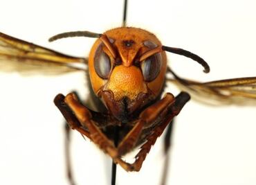 ¿Cómo identificar a los 'avispones asesinos' que generan alarma en EU?