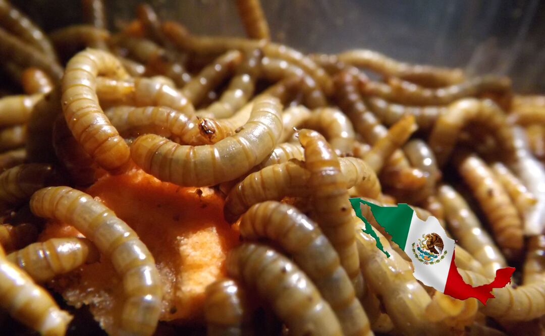 ¿Cómo identificar la infección por el gusano barrenador? Foto: Canva