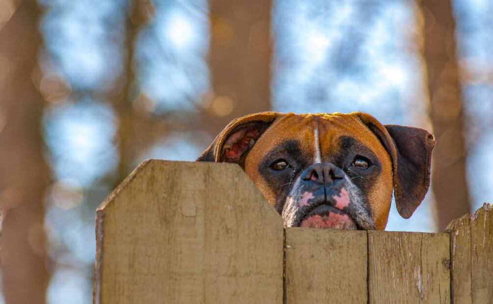 Día Mundial del Perro. Estas son las mejores razas de perros guardianes. Foto: Canva