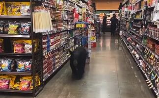 Video muestra a oso deambulando por un supermercado de Los Ángeles