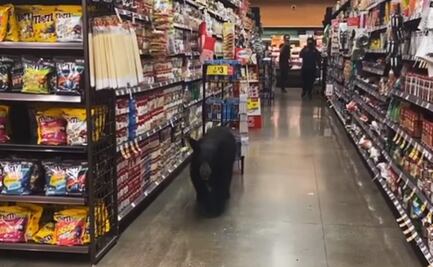 Video muestra a oso deambulando por un supermercado de Los Ángeles