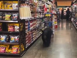 Video muestra a oso deambulando por un supermercado de Los Ángeles