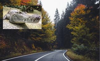 Chocan automovilista y caimán en carretera de Tampa; mueren los dos