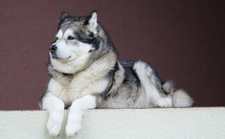 Las 10 razas de perros más grandes del mundo