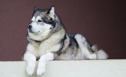 Las 10 razas de perros más grandes del mundo