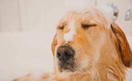 ¿Cada cuánto se deben bañar los perros, según los expertos?