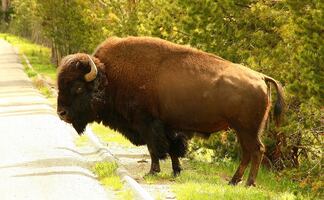 Bisonte de Yellowstone cornea a mujer que intentó fotografiarlo repetidamente