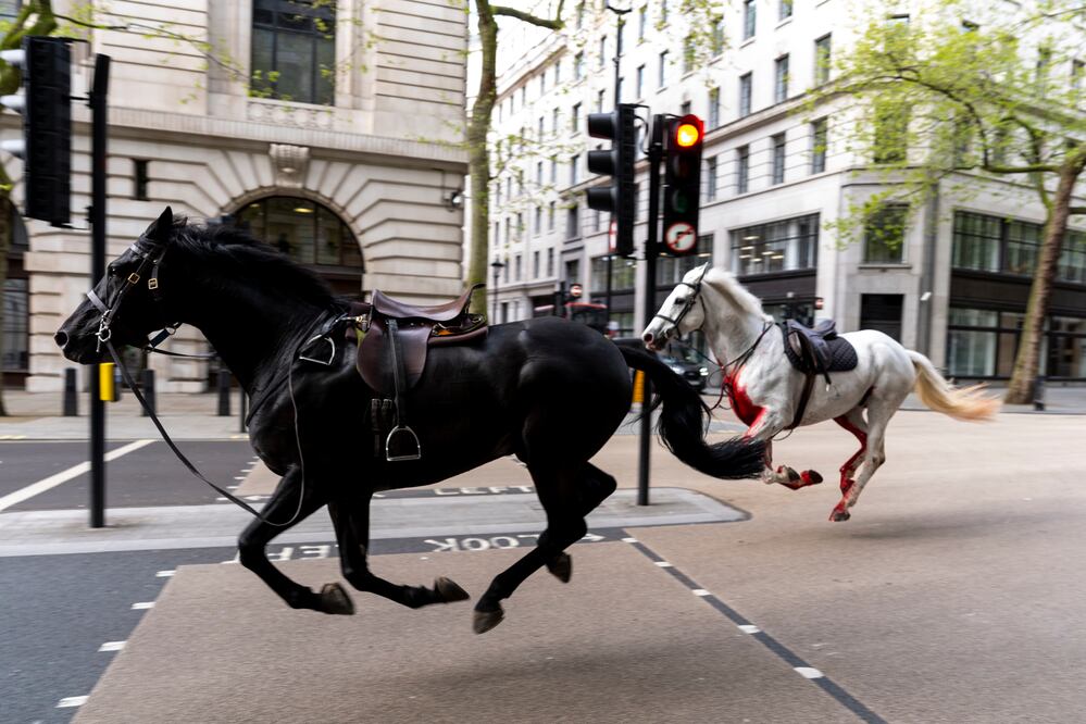 Varios caballos del Ejército siembran el caos en Londres y hieren a cuatro personas. VIDEO (Jordan Pettitt/PA via AP)