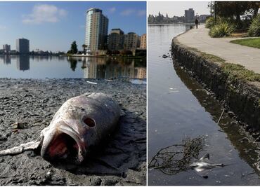 Marea roja sin precedentes en San Francisco está matando a miles de peces