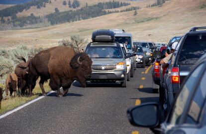 ¿Animales están huyendo del parque Yellowstone por una posible erupción volcánica? Esto se sabe