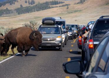¿Animales están huyendo del parque Yellowstone por una posible erupción volcánica? Esto se sabe