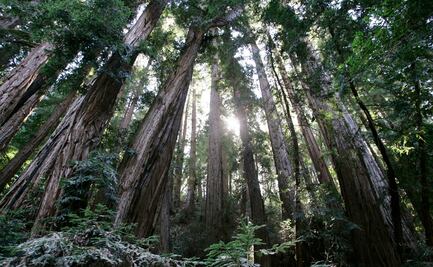 Árbol cae en parque de secuoyas de San Francisco y mata a turista