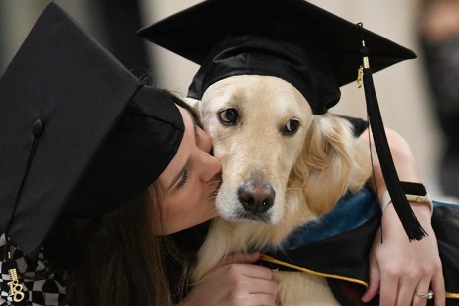 Perro de asistencia recibe diploma honorario por acompañar a su dueña a la escuela