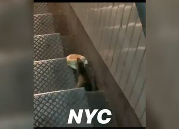 Ratas de Nueva York son extremadamente resistentes a métodos de control de población