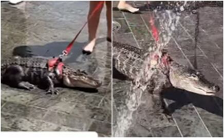 De ‘apoyo emocional’; captan a niña paseando a caimán en parque de Filadelfia