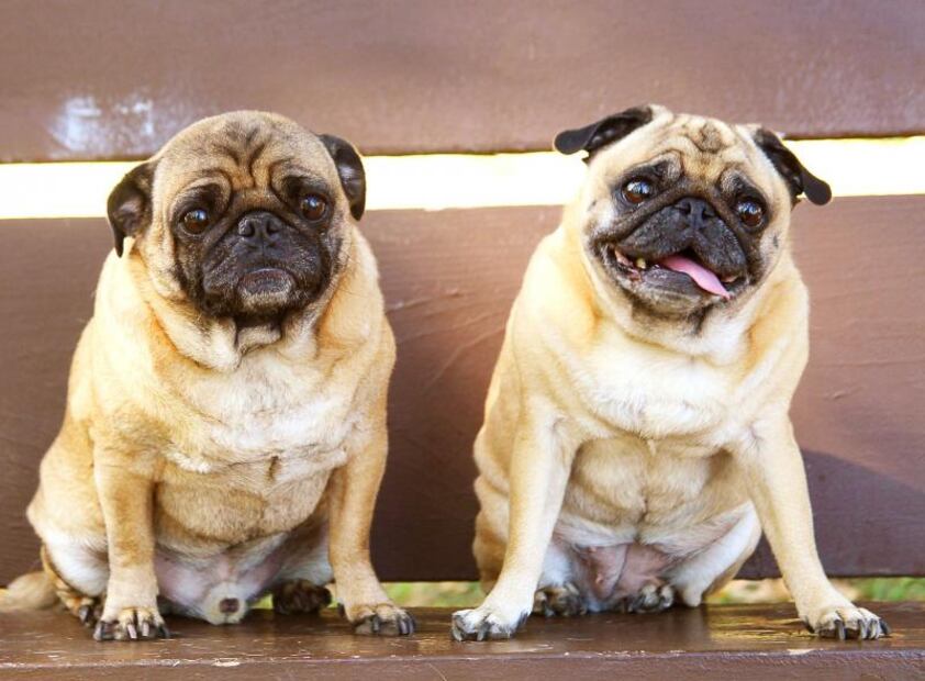 Salud de los pugs es tan mala que ya no son "perros típicos": estudio