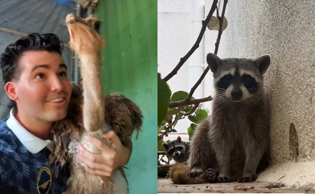 Influencer yucateco construyó un “arca de Noé” para proteger a sus mascotas durante el huracán Beryl, Foto: Captura TikTok