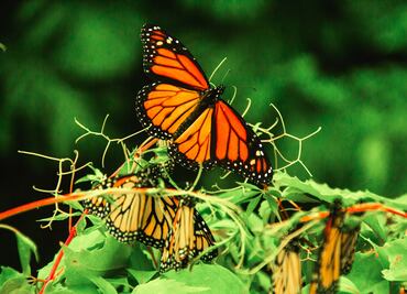 Estados Unidos planea declarar a las mariposas monarca como especie amenazada
