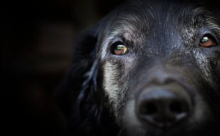 ¿Cómo puedes identificar que tu perro está envejeciendo y cómo debes cuidarlo?