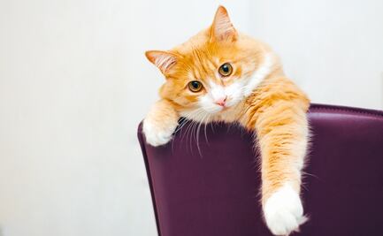 Piden el despido de trabajadora por lanzar desde tren en movimiento a gato; pensó que “era callejero”