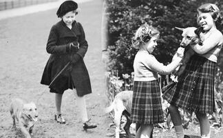 Perros corgi, lo más leales sirvientes de la Reina Isabel II