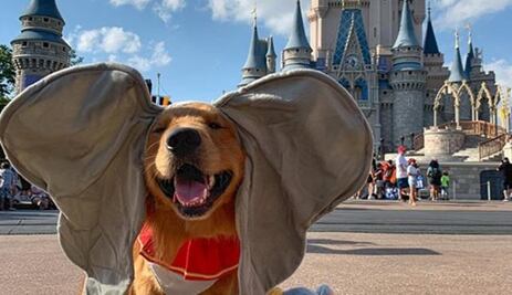 Premian a perro de asistencia con viaje a Disney World