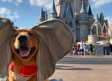 Premian a perro de asistencia con viaje a Disney World
