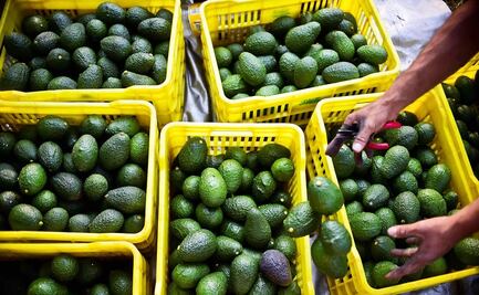 Estados Unidos retoma la exportación de aguacate mexicano 