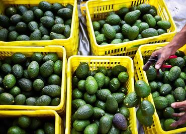 Estados Unidos retoma la exportación de aguacate mexicano