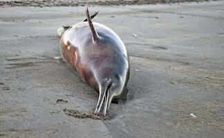 Más de mil 400 delfines muertos en jornada de caza en las islas Feroe
