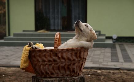 ¿Por qué los labradores son los perros más populares, según AKC?