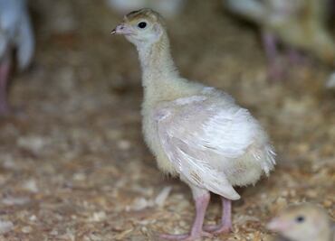Identifican ‘mortal’ cepa de gripe aviar en bandadas de aves de corral en Estados Unidos