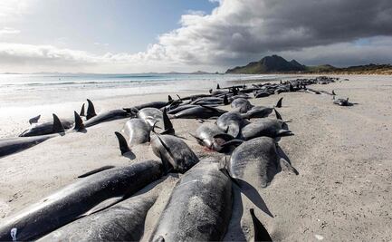 Mueren más de 400 ballenas varadas en islas de Nueva Zelanda