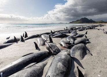 Mueren más de 400 ballenas varadas en islas de Nueva Zelanda