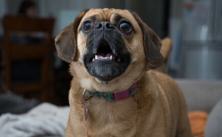 ¿Qué hacer para que tu perro deje de ladrar en exceso?