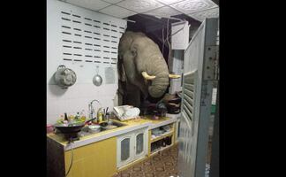 Video. Elefante irrumpe, una vez más, en cocina