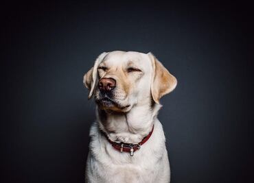 Cosas que le haces a tus perros y que realmente odian, según los expertos