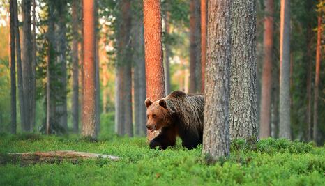Oso mata a dos personas en un parque nacional en Canadá; guardabosques sacrifican al animal