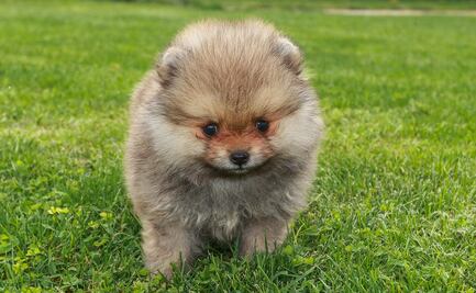 Las 7 razas de perros más pequeños del mundo 