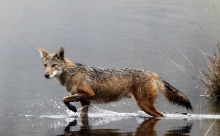 Hombre estrangula a un coyote rabioso que atacó a su hijo