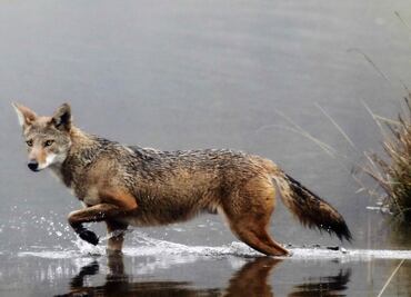 Hombre estrangula a un coyote rabioso que atacó a su hijo