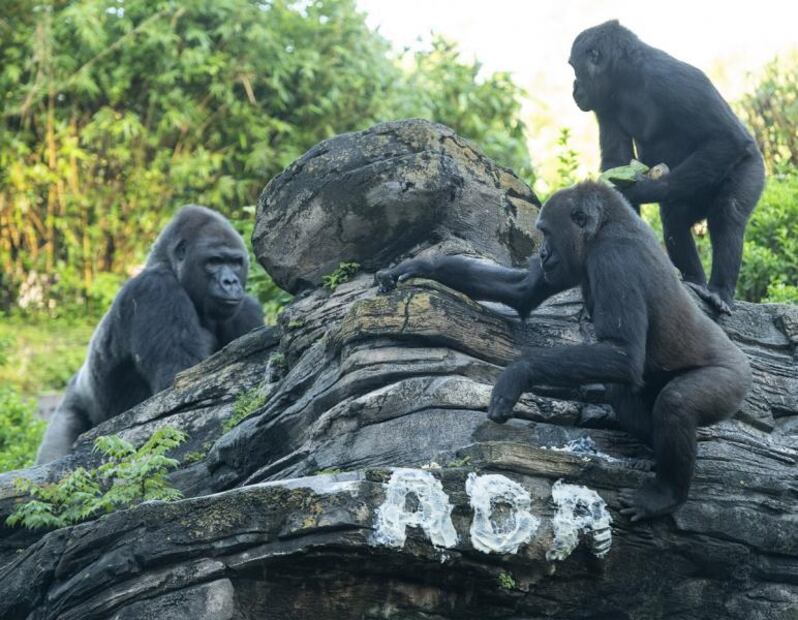 Ada, la nueva gorila bebé en Disney's Animal Kingdom