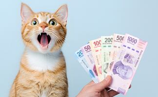 ¿Vale la pena tener un gato? Esto es lo que gastarás al año en México 2025