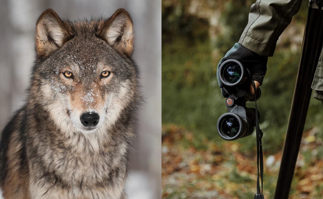 Cazador mata a lobo después de torturarlo y hacerlo desfilar en un bar en Estados Unidos; video causa indignación en redes. iStock/r.sakinmaz/hkuchera
