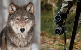 Cazador mata a lobo después hacerlo desfilar en un bar en Estados Unidos; video causa indignación