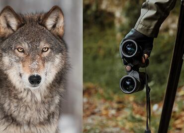 Cazador mata a lobo después hacerlo desfilar en un bar en Estados Unidos; video causa indignación
