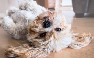 Las razas de perros más leales que siempre estarán a tu lado 